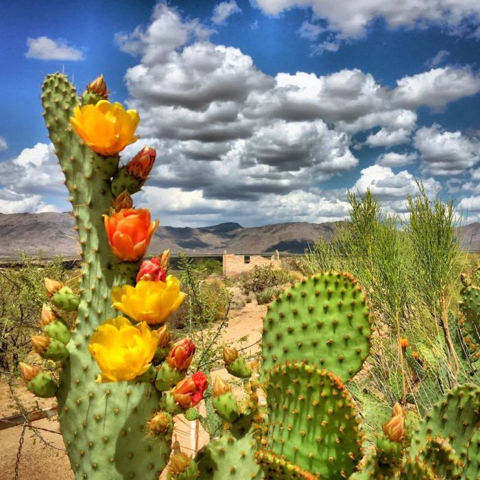 Prickly Pear cactus